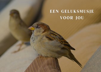 Wenskaart met geluksmus