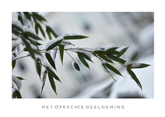 Winter condoleance kaart met foto van plant in de sneeuw