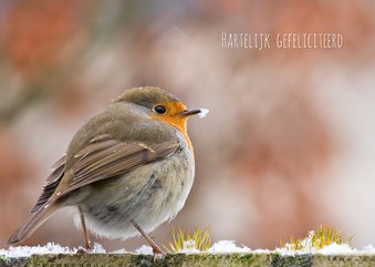 Winterroodborst in de sneeuw