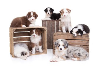 Zomaar een kaartje - Puppies