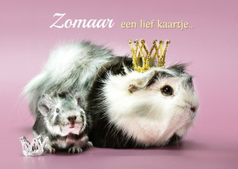 Zomaar een lieve groet met schattige cavia.