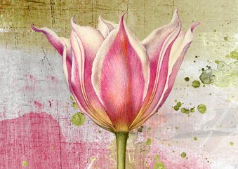 Zomaar kaartje openbloeiende tulp