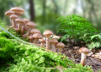 Zomaarkaart Leger Paddestoelen