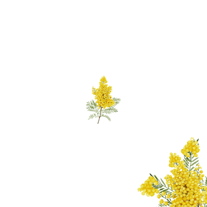 Trouwkaart botanische mimosabloemen Achterkant