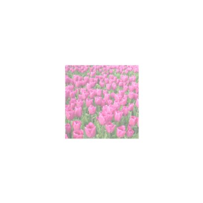 4K Roze Tulpen 2