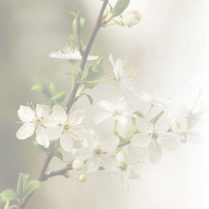 4K Witte bloesem 2
