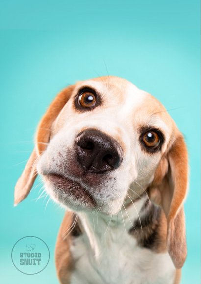 Afspreken verzoek kaart van hond met schuin koppie  2