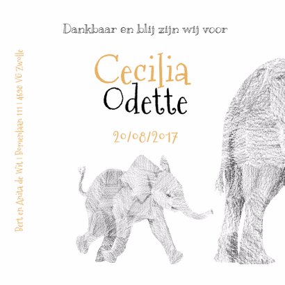 Baby Olifant 3