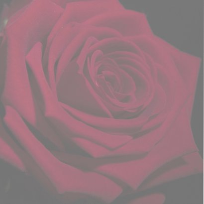 beautiful red rose 2