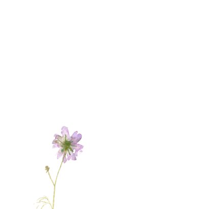 Bedankkaart, aquarel Cosmea 2