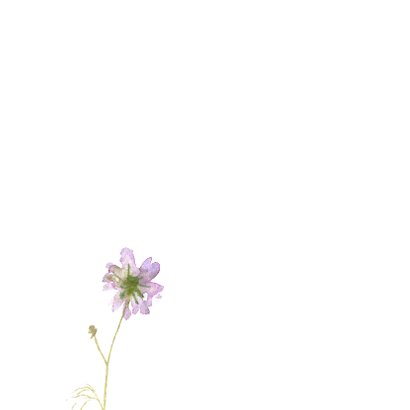 Bedankkaart, aquarel Cosmea 2