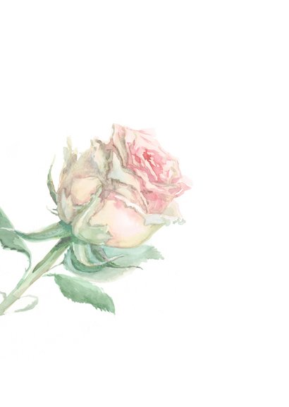 Bedankkaart met geschilderd roze roos 2
