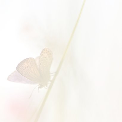 Bedankkaart vlinders-vierkant 2