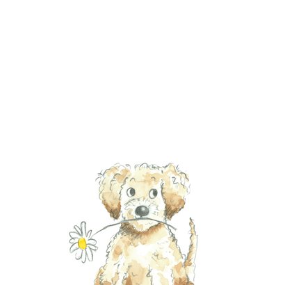 Beterschap - Labradoodle met bloem 2