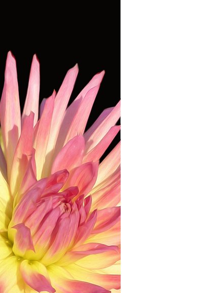 Beterschap recept dahlia 2
