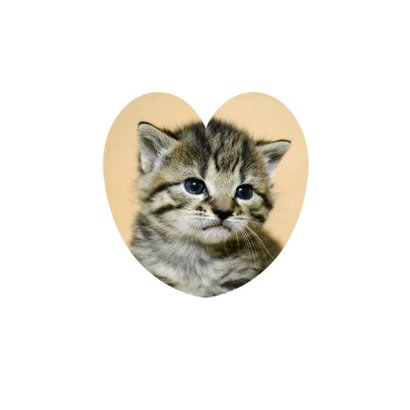 Beterschapkaart, schattig poesje 2