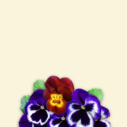 Beterschapskaart blauwe Violen met hart Beterschap! 3