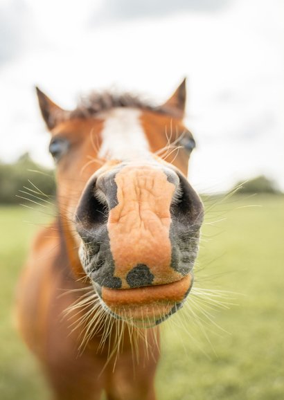 Beterschapskaart paardenneus 2