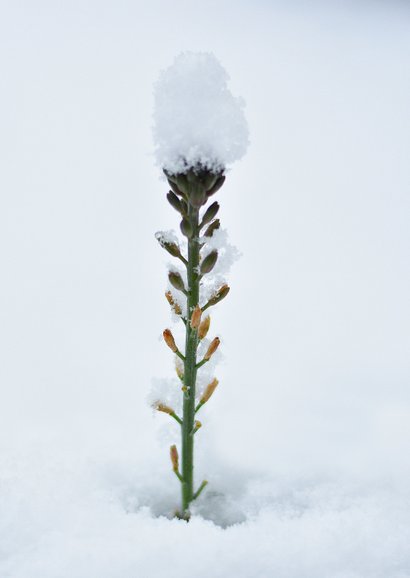 Beterschapskaart winter een plantje dat uit sneeuw steekt 2
