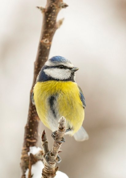 Beterschapskaart winter pimpelmees 2