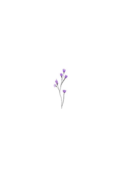 Bidprentje lavendel waterverf foto stijlvol paars Achterkant