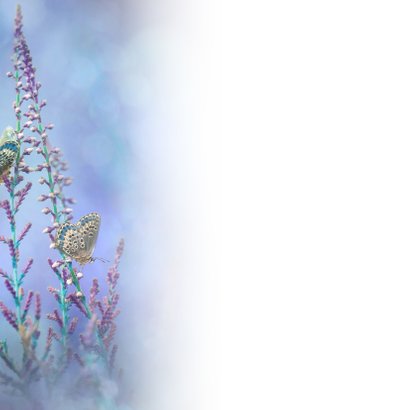 Blauw vlinder-fantasie 3
