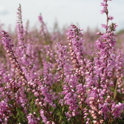 Bloemen verjaardagskaart met foto van paarse heide  2