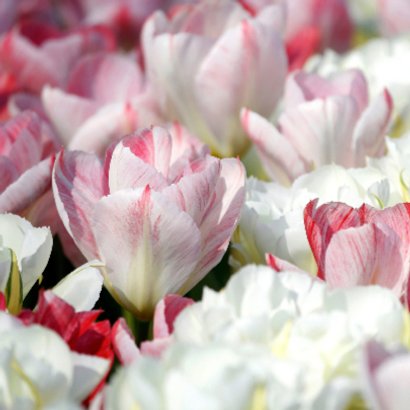 Bloemenkaart - Een Tulpen Zee OT 2