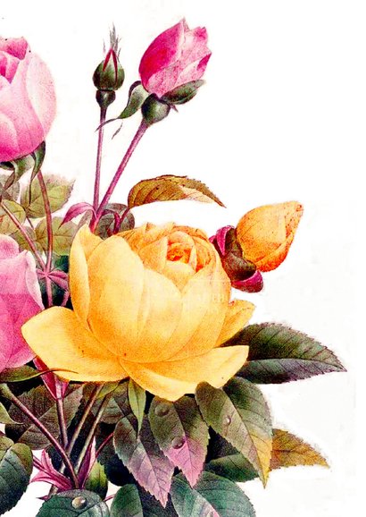 Bloemenkaart engelse rozen vintage 2