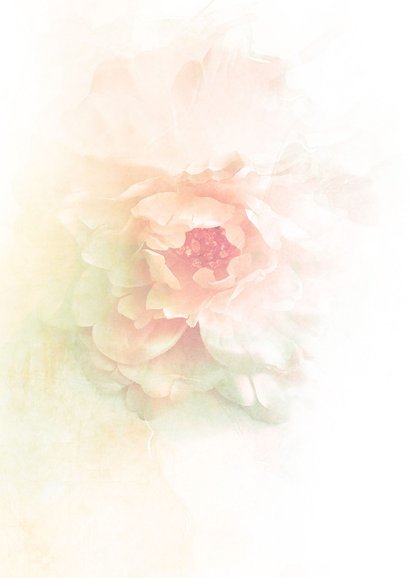 Bloemenkaart openbloeiende roos pastel 2