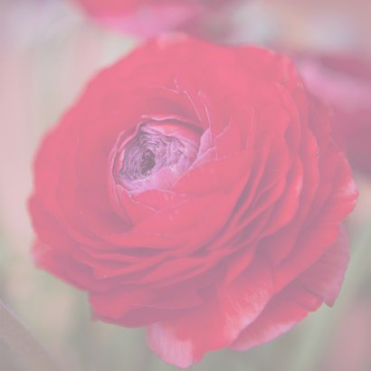 bloemenkaart ranonkel MM 3