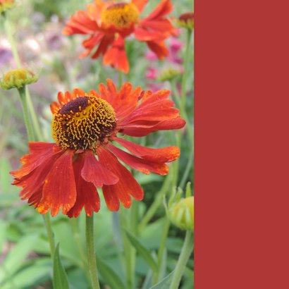 Bloemenkaart - Rode margriet 2