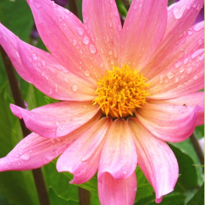 Bloemenkaart roze dahlia bloem 2