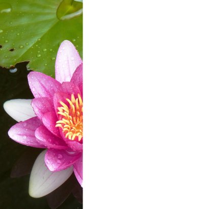 Bloemenkaart roze waterlelie 2