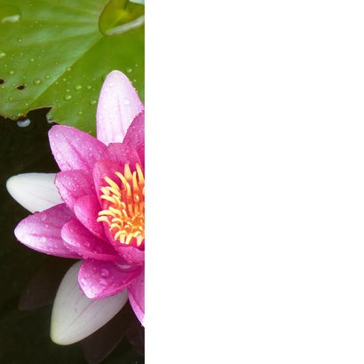 Bloemenkaart  roze waterlelie 2
