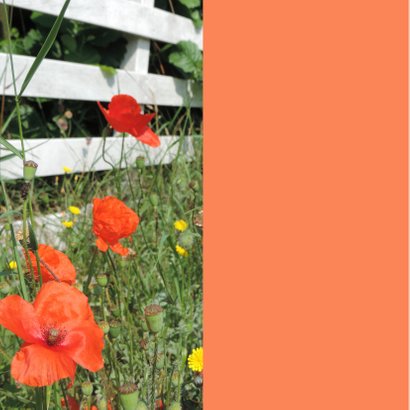 Bloemenkaart - Wilde bloemen 2