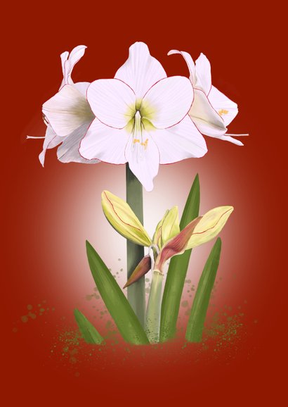Bloemenkaart witte Amaryllis 2