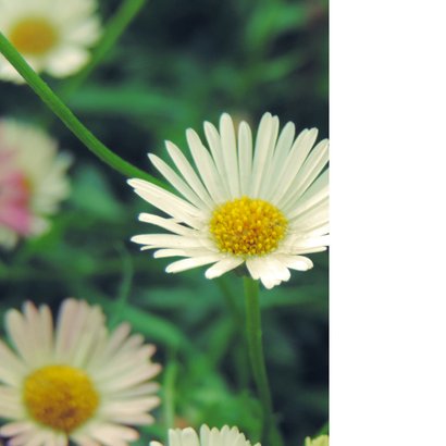 Bloemenkaart witte madeliefjes 2
