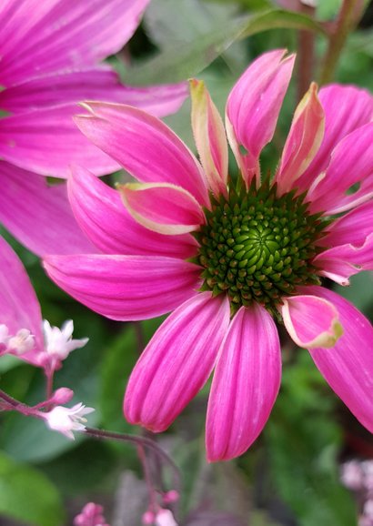 Bloemenkaart - Zonnehoed of Echinacea 2