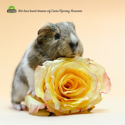 Cavia Hugs & Kisses 2