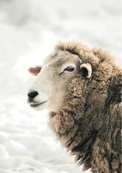 Christelijke kerstkaart bijbeltekst gezegende dagen schaap 2