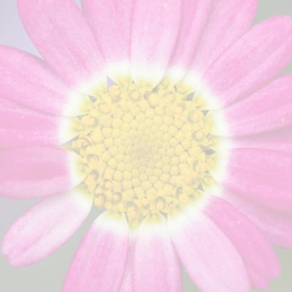 close up bloem 2