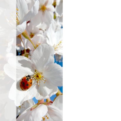 Coaching geluk lieveheerstbeest lente 2