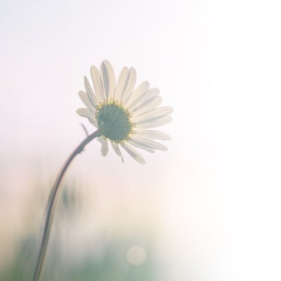 Condoleance Foto Bloem Veel Sterkte Kaartje Go