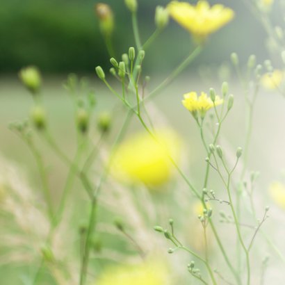 Condoleance - gele bloemen sterkte  2