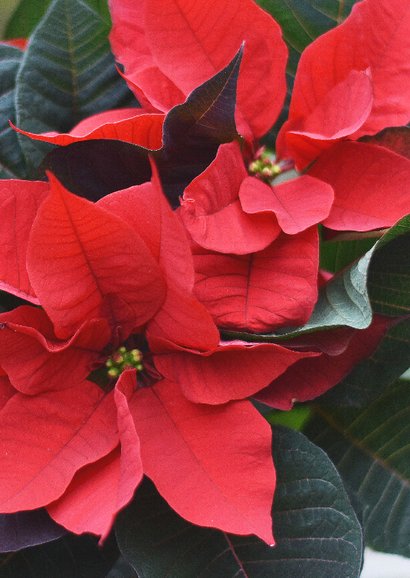 Condoleance kaart met foto van rode kerstster plant 2