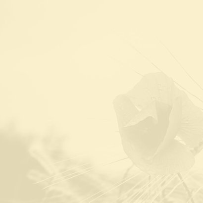 Condoleance klaproos en graan 2