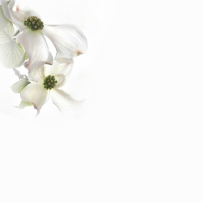 Condoleance met Cornusbloemen 2