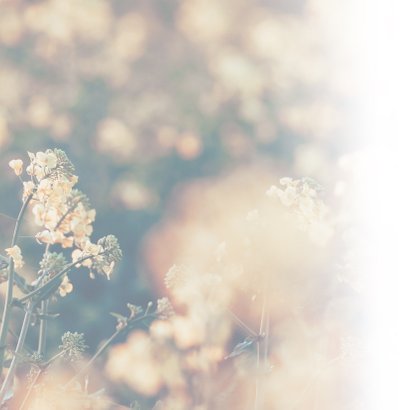 Condoleance - met oprechte deelneming en bloemen 2