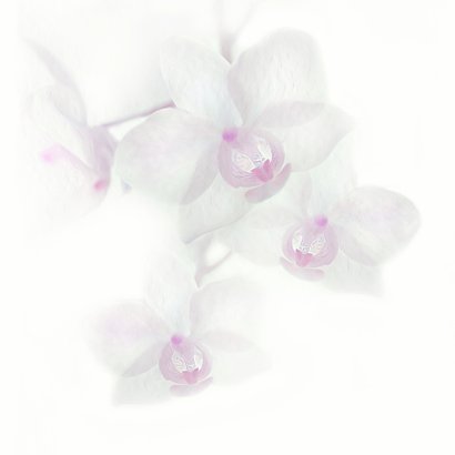 Condoleance met orchidee-paars- 2